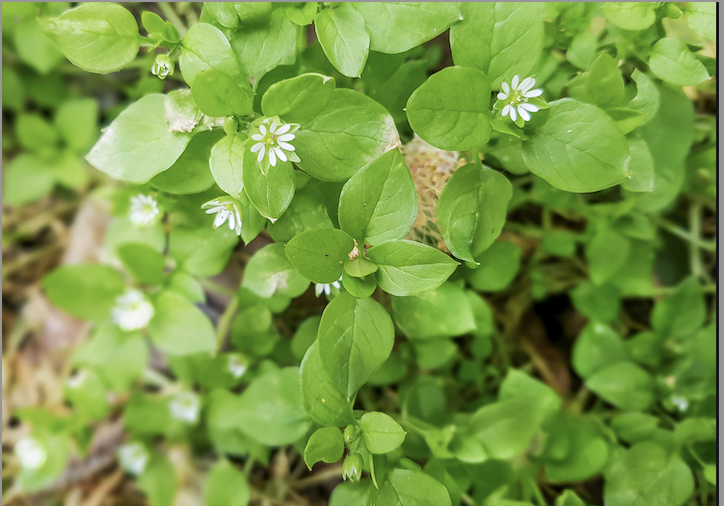 #SalishSea News: Chickweed, sea otters, Gorge Dam, ghost boats, Fairy Cr protest, TM protest, GasLink spill bit.ly/3CUCfBi
