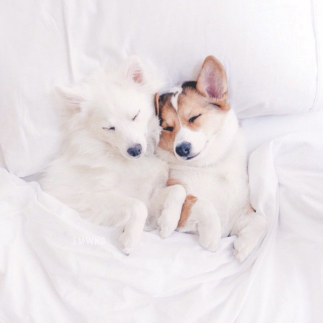 Cuddly wuddly love like this. Just melts the ❤️, doesn’t it? #doggielove #dogsoftwitter #cute