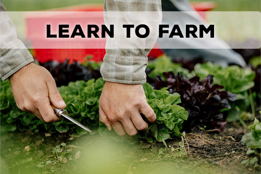 caff_ar's tweet photo. Applications are open for CAFF Farm School 2022! Grow vegetables, fruits, herbs, and flowers for local and regional markets. Get hands-on experience at our model farm and entrepreneurship classes. Apply by October 1. https://t.co/63xSTYPV8u #NWAfarming #farmlife #knowyourfarmer https://t.co/km3tMDHYHl