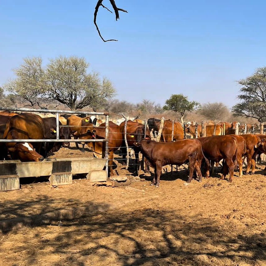 Almost market ready . #sweetveld #weanerproduction #beef #namibianfarmers #rooiras