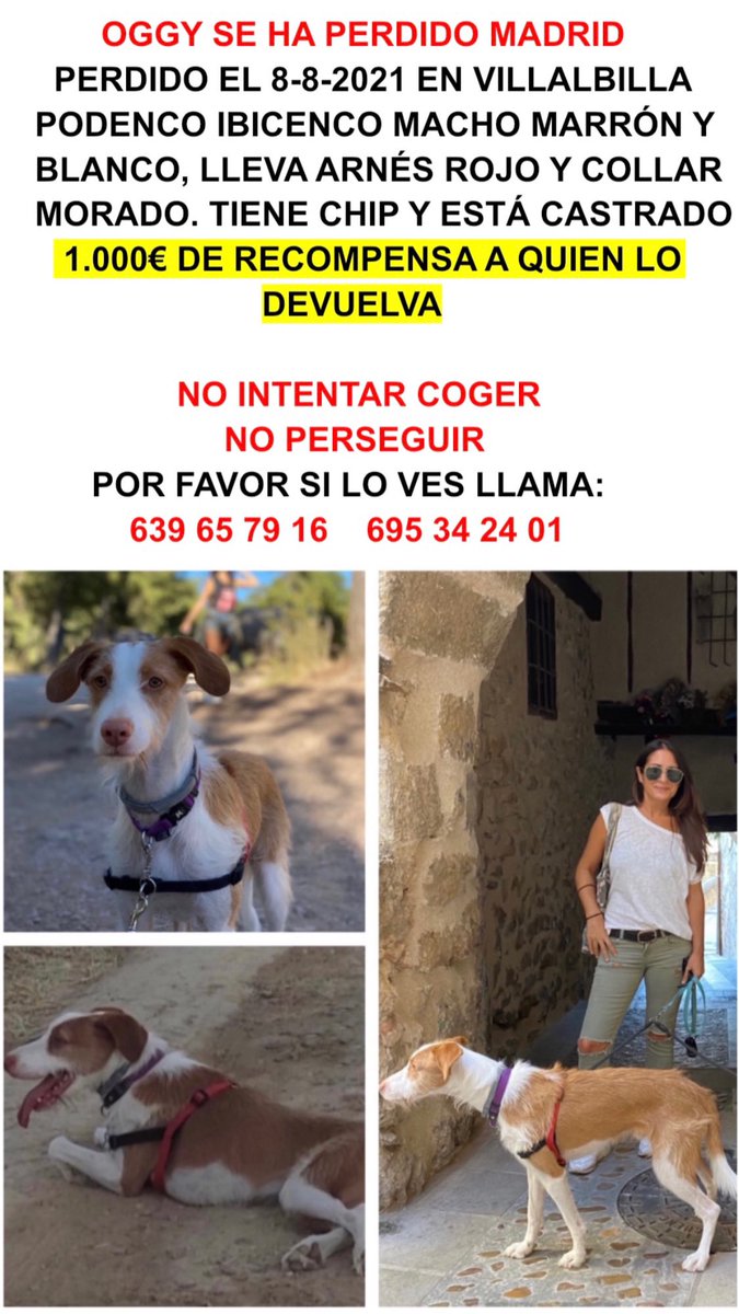 esthersj's tweet image. Por favor ayúdanos a difundir, no intentar coger ni perseguir porque es muy asustadizo, si lo ves por favor llama a los teléfonos del cartel 🙏🏻🙏🏻🙏🏻