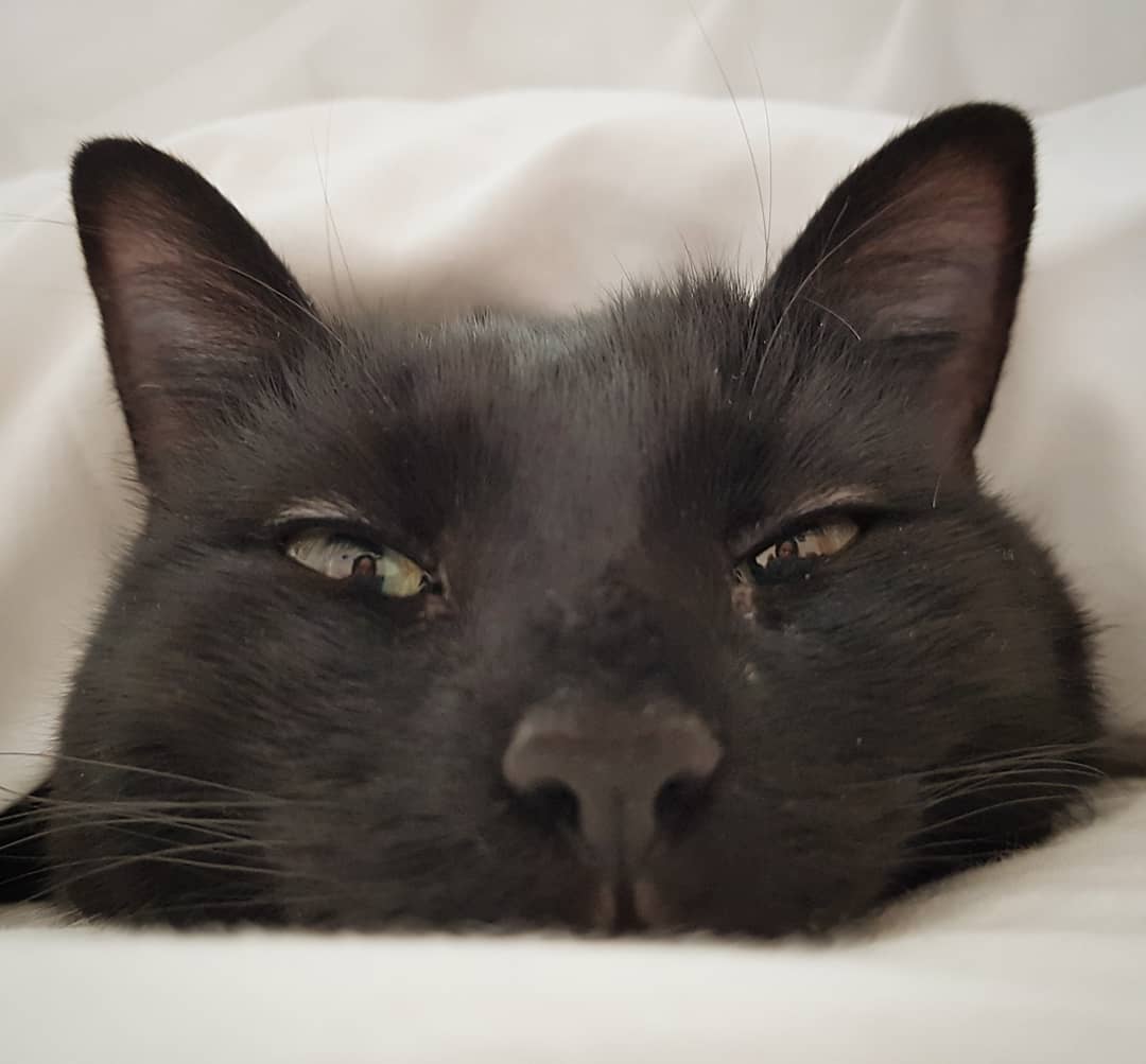 KatRadford85's tweet photo. Happy #BlackCatAppreciationDay to my fellow house-panther staff! Here's a photo of my Saffy. She's ruined the furniture and beats up her sister constantly, but I couldn't love an animal anymore than I do her #blackcatsoftwitter #saffycat #littlemonster https://t.co/kCQktuj09U