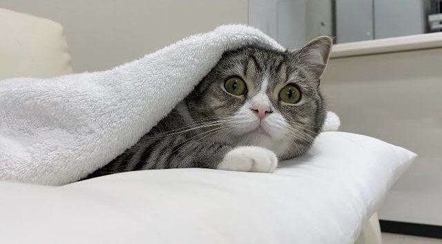 もちまる 毛布にくるまってる猫が可愛いすぎた