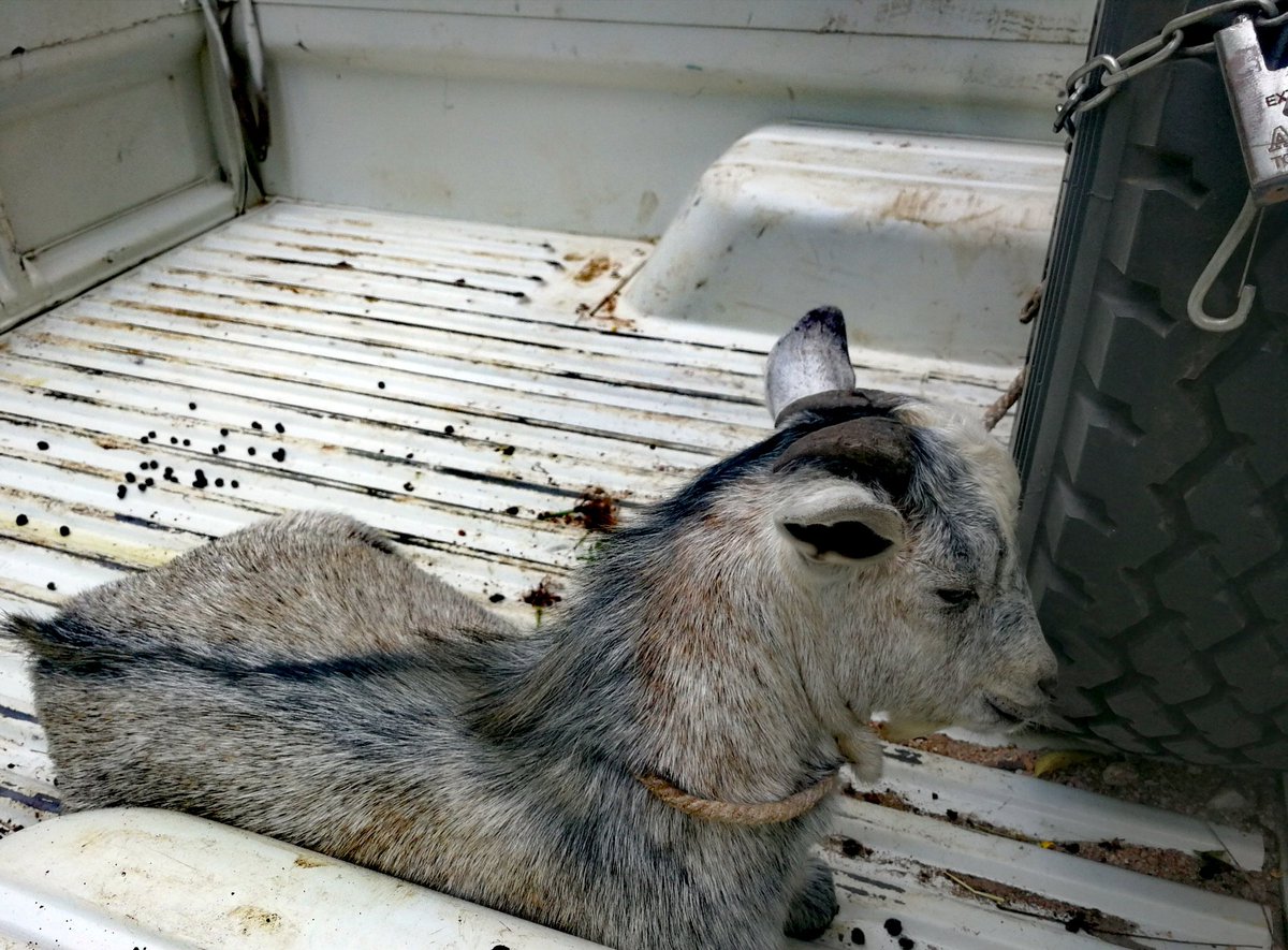 Please meet Meyeil, our newest staff member. A team from the Horn of Africa Regional Office <a href="/BROT_furdiewelt/">Brot für die Welt</a>, visiting projects in Gambella received a goat from beneficiaries as a sign of gratitude.