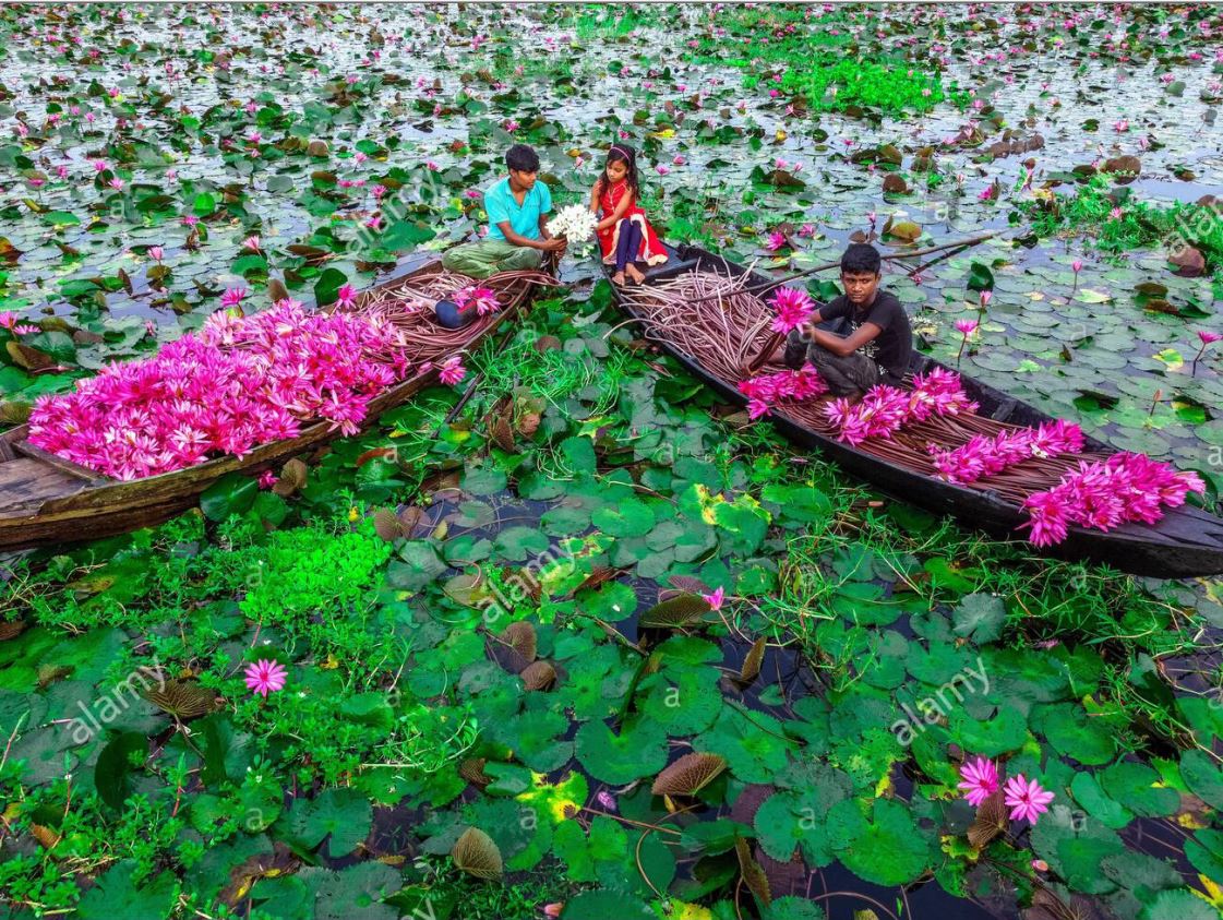 Water Lilies collected from canal in Barishal, Bangladesh. The flowers bloom during the seasonal flood, from August to November, and cover more than 10,000 acres of canals and wetlands. 

Pics: bit.ly/3yTOjjJ

Image ID: 2GE5M2Y // Mustasinur Rahman Alvi/ Medialys Images