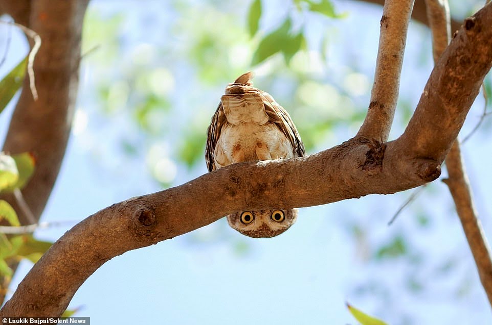A spotted owlet was pictured peering down from under a tree branch and giving a watching photographer a curious glare. The unusual image was captured along the banks of the Rancharda lake near Ahmedabad, India by marketing and sales manager Laukik Bajpai.  @susantananda3