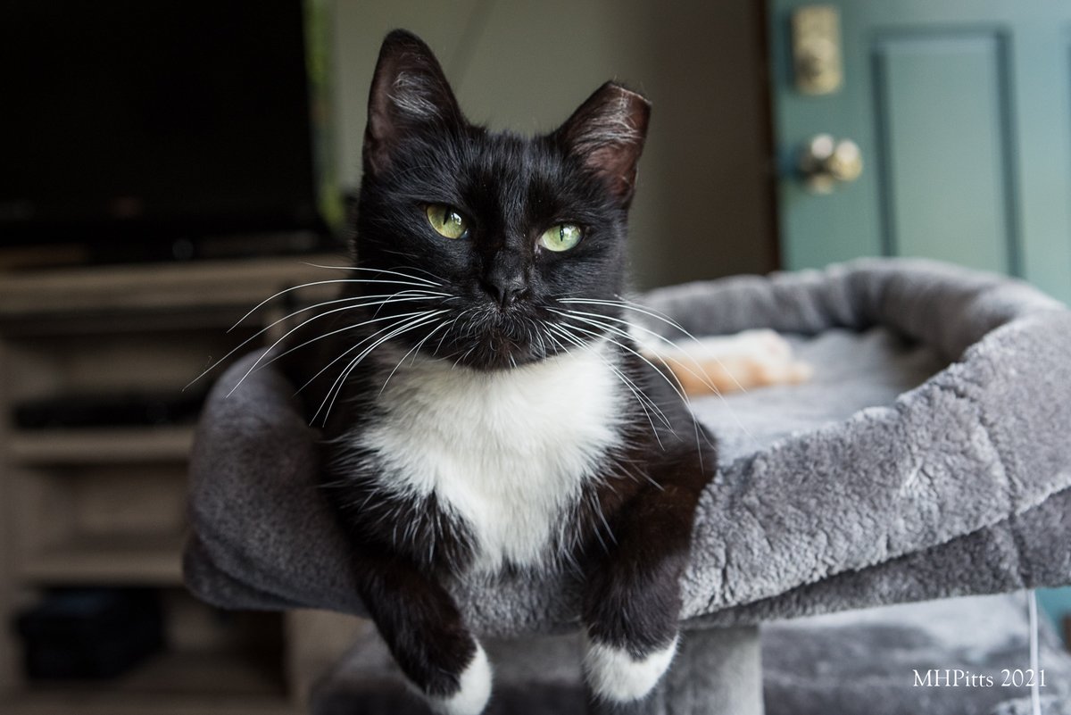 Halfpint's got her formal wear on for adoption! Don't miss the #emptytheshelters event sponsored by Bissell this week- adult cats are only 10.00! All cats are fixed, chipped, and UTD on vaccines/ parasite treatments.
sc4paws.org to view and apply!