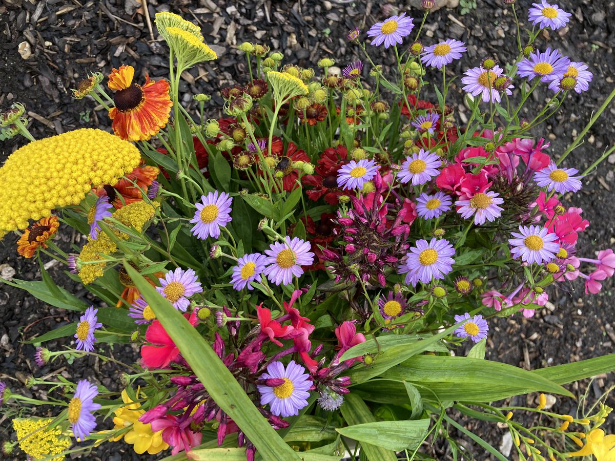 Love picking flowers 🌺 

#nannysgardenworld 

#bouquet #flowerbouquet #flowerbouquets #bunchofflowers #flowers #garden #heliums #flowerhunting