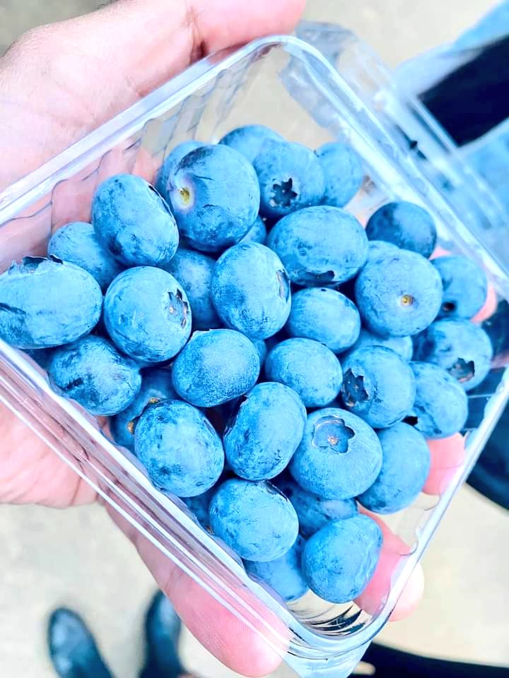 Boyaca95_6FM's tweet photo. ¡Importante! En las últimas horas Boyacá exportó 250 kilos de arándanos para surtir los mercados de los Emiratos Árabes Unidos, estas frutas fueron producidas en diferentes zonas del centro del departamento. 

[Hilo] https://t.co/GqVGJhvQ4J