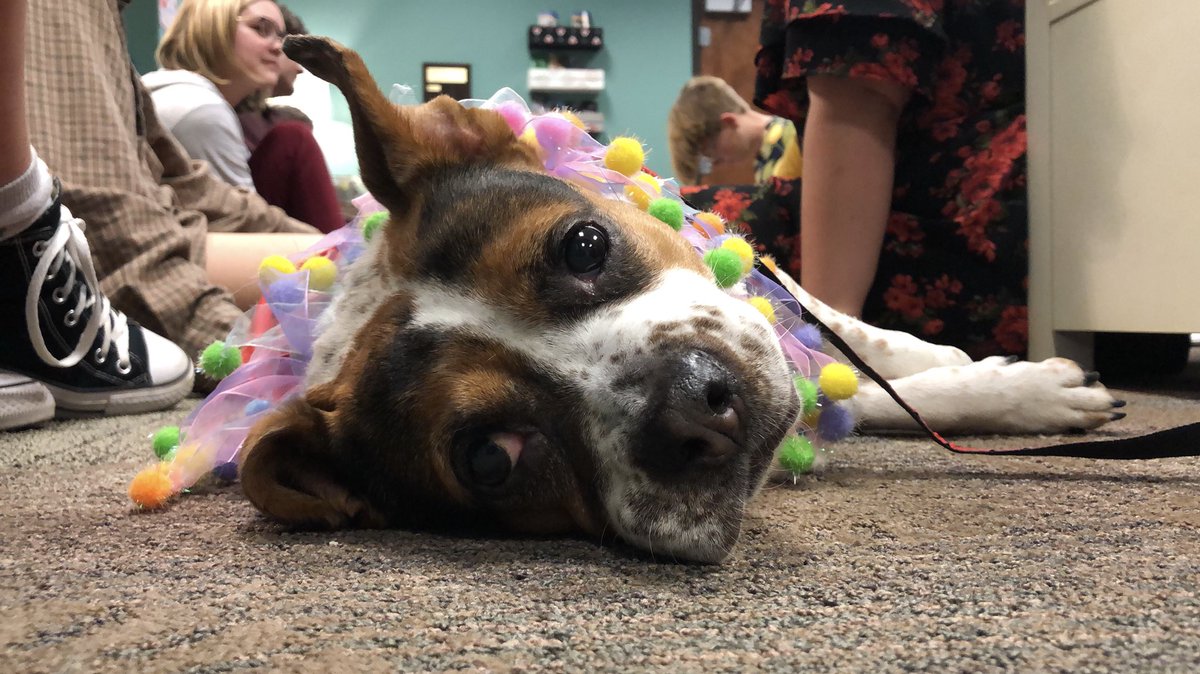 UTCWaGE's tweet image. Lizzie will be in the WaGE (118 Lupton) today from 1-2pm 🐾

Check below to see what we’ve all missed in the past year and a half since her last @HABITutk visit.