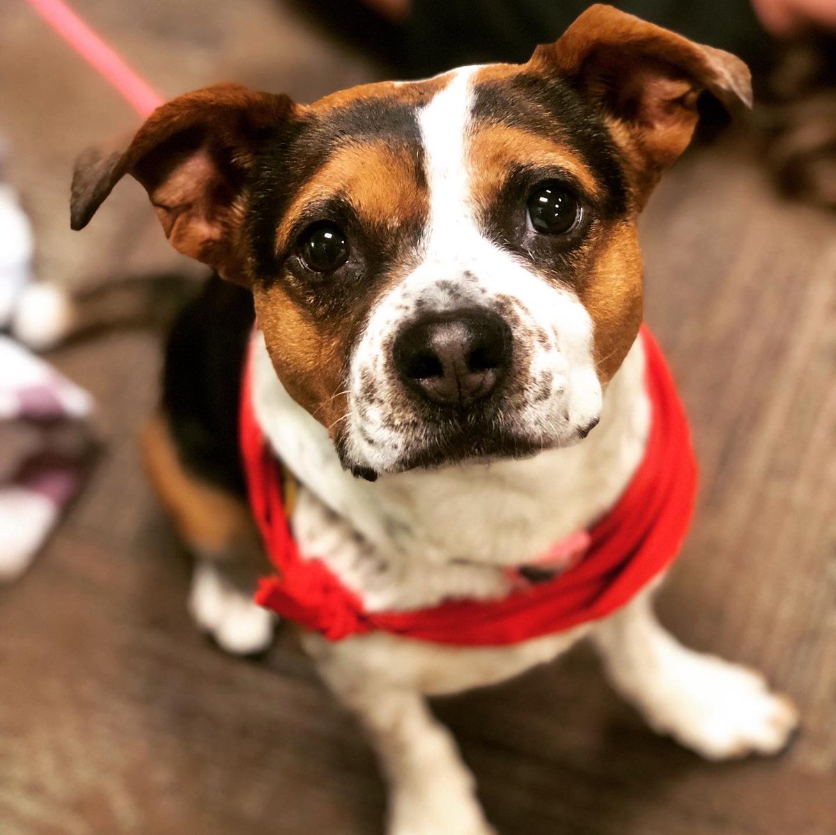 UTCWaGE's tweet image. Lizzie will be in the WaGE (118 Lupton) today from 1-2pm 🐾

Check below to see what we’ve all missed in the past year and a half since her last @HABITutk visit.