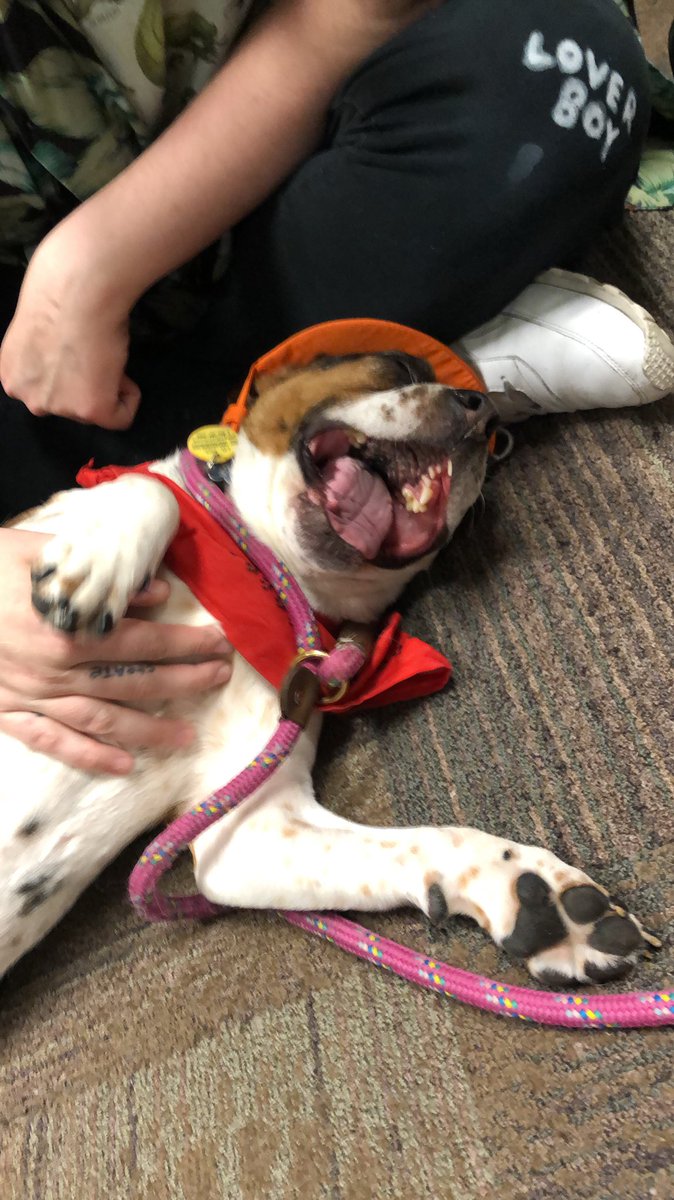 UTCWaGE's tweet image. Lizzie will be in the WaGE (118 Lupton) today from 1-2pm 🐾

Check below to see what we’ve all missed in the past year and a half since her last @HABITutk visit.