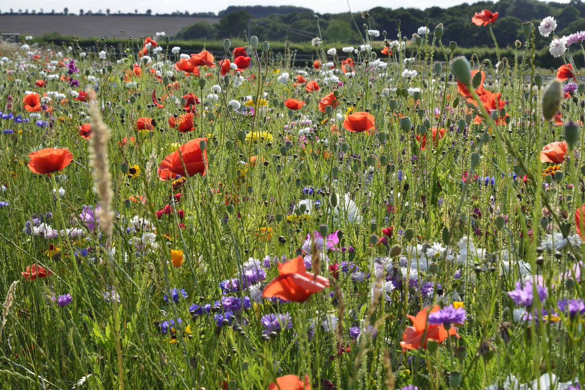 CDM_Design's tweet image. Looking for an experienced ecologist / landscape architect 2 prepare a 'Landscape and Biodiversity Enhancement and Management Plan' (LEMP) for a high-end residential site in Lincs. Any takers / suggestions greatly appreciated @TeamLincs