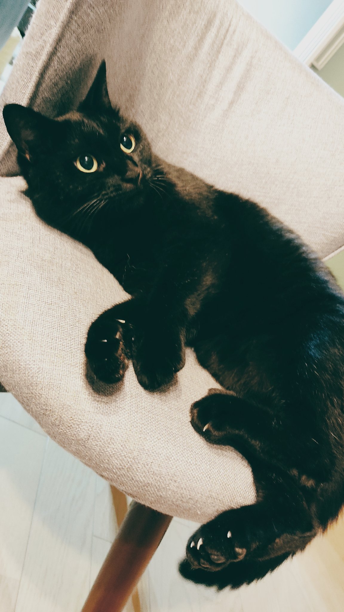 霜田有沙 A Tuwita 全ての黒猫ちゃんへ 黒猫感謝の日 Blackcatappreciationday T Co llpslqqd Tuwita