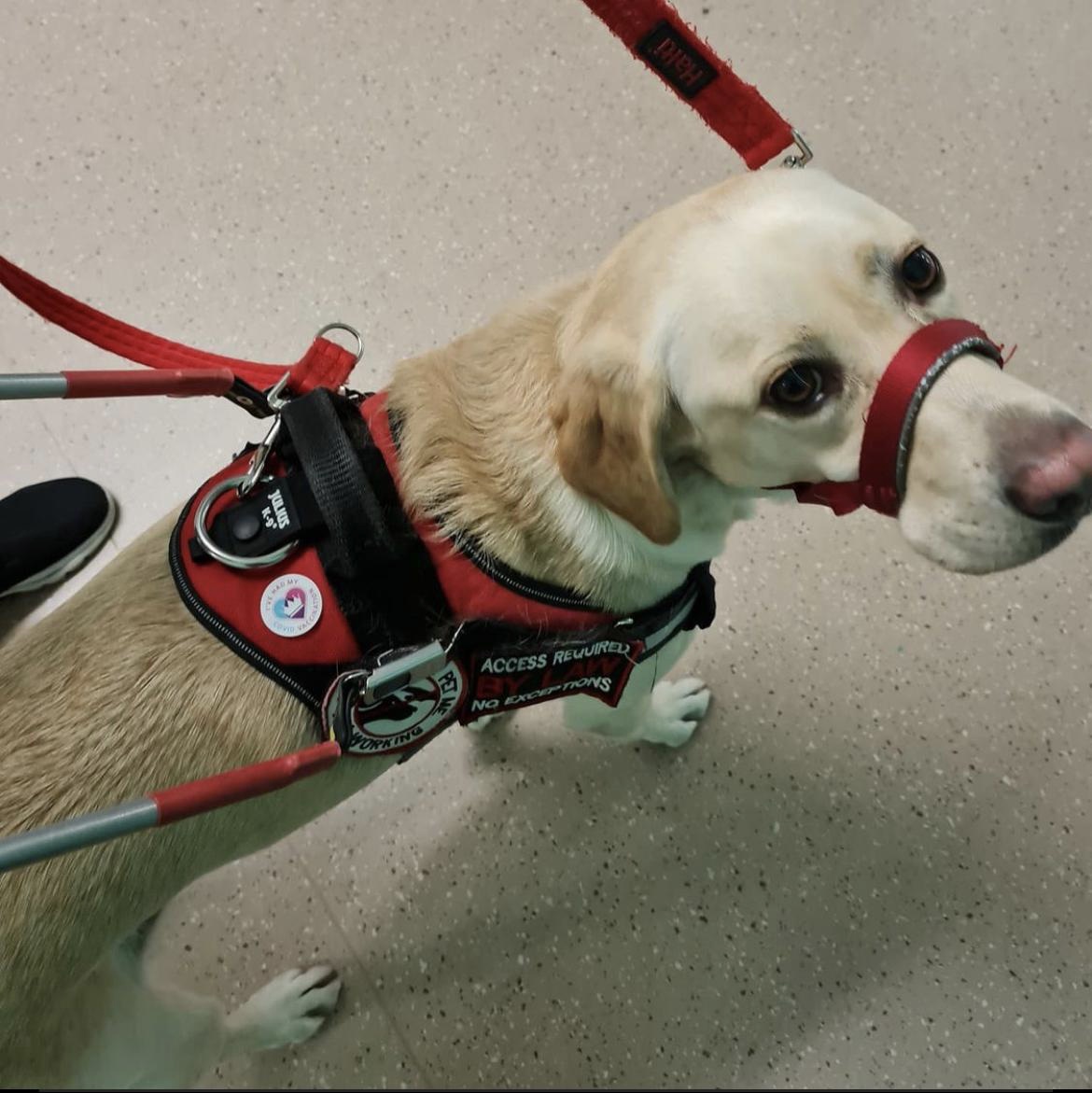 nottmhospitals's tweet image. Meet Lexi, she is an autism assistance dog, and she took her (human) mum for her second vaccine at our hospitals 🏥 

Lexi was so good that she also received her own sticker 💁🏻‍♀️

Lexi says please think about getting the vaccine if you’re still contemplating it 

#SupportDog