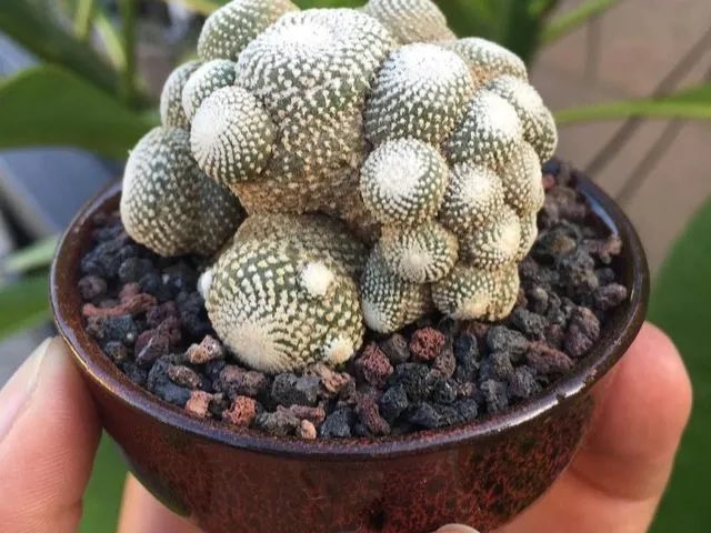 PlanC2021's tweet photo. Blossfeldia liliputana es el #cactus más pequeño del #mundo. Este #pequeño es nativo de #Bolivia y #Argentina donde crece en un ambiente duro y extremadamente seco. Alcanza alrededor de una #pulgada (2.5 cm) cuando madura. #PlanC #curiosidades #suculentas #plantas #jardinería https://t.co/ElWNMlEfre