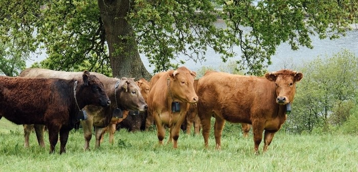 Nofence virtual grazing technology claims its space and brings new options to UK livestock producers

farmbusiness.co.uk/livestock/nofe…

#tech #uklivestock