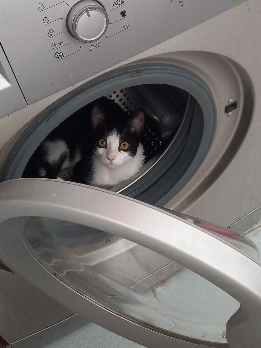 Y es por esto, amigos con gatos, por lo que hay que buscar al gato antes de meter la ropa en la lavadora.