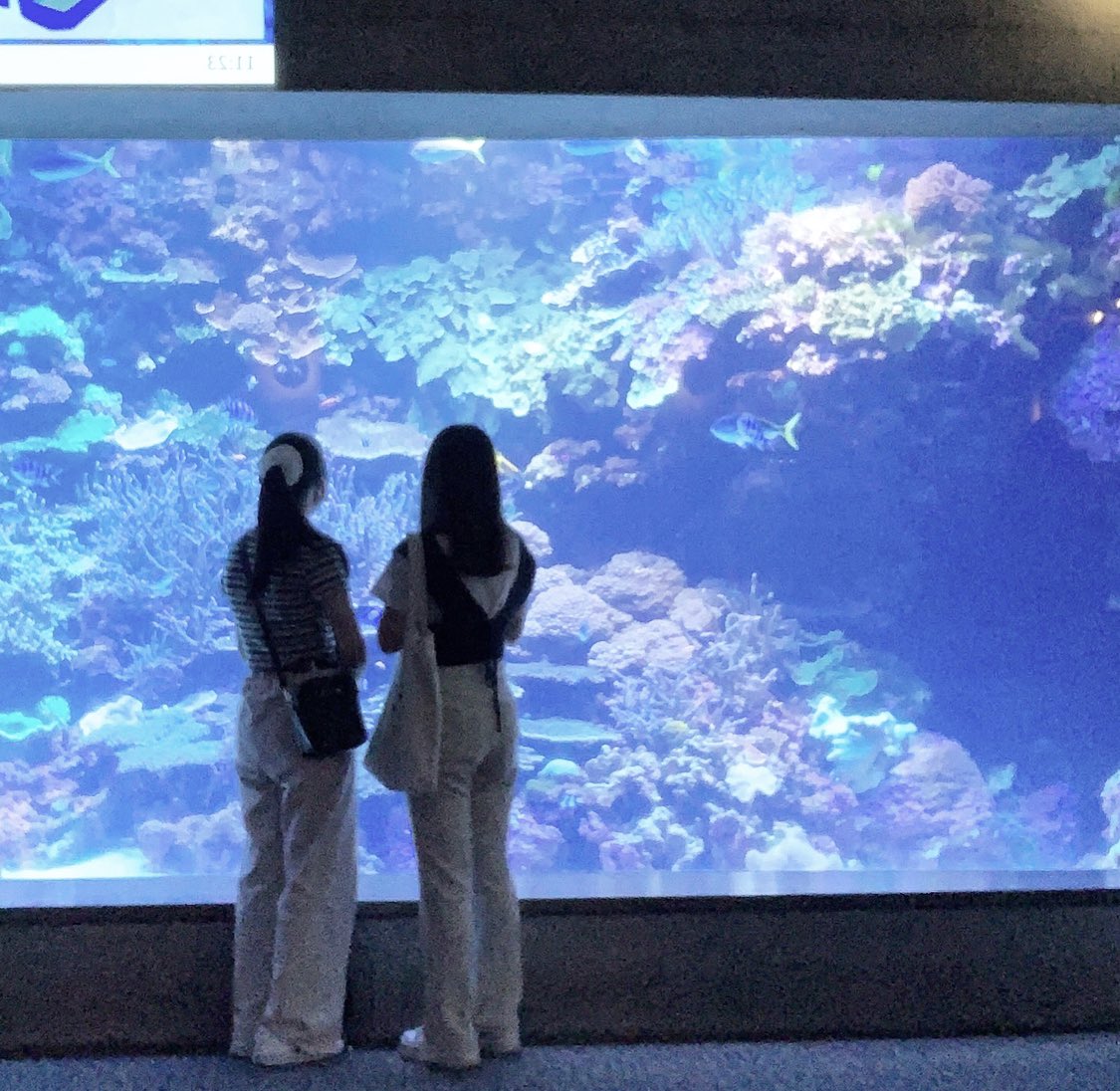 an___039's tweet photo. 友達と水族館デート
次は彼氏と来たいねって言ったけど、どこにいんのさ。 https://t.co/Yp6M3vSrki