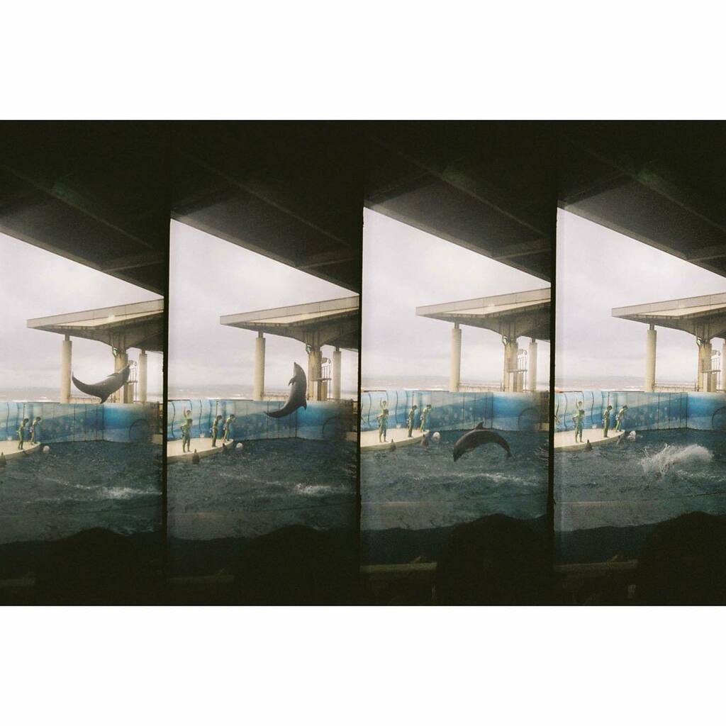 hiilagram's tweet photo. 🐬 #supersampler #fujifilm #venus800 #RECO_ig #film_jp #indy_photolife #hueart_life #Pics_Film #sunday_film_ #film_com #lovefilmclub #みつきさんぽ https://t.co/0zYmnQS27k https://t.co/eZnHbHEJhV