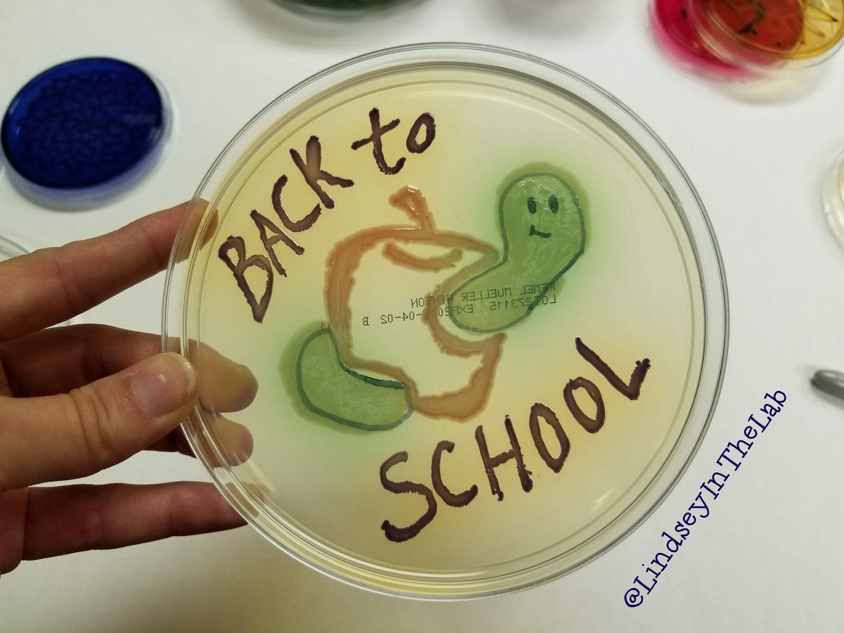LindseyintheLab's tweet photo. It's that time, y'all!
#BackToSchool #MedLabTwitter #Lab4Life #IamASCLS #WeSaveLivesEveryday #BacktoSchool2021 https://t.co/Uprn75T8TQ