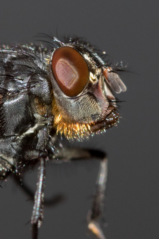 Niet alleen oude sokken, maar ook andere mannen met baarden tijdens #24uurnatuur. Hier een roodbaardbromvlieg die op het laken kwam zitten