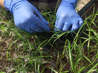 Innovar_EU's tweet image. #InnoVar_EU isn't just looking at #wheat, we've working groups to apply the developed techniques to other crops #Grass #Maize #Clover #FodderBeet #H2020 #VarietyTesting