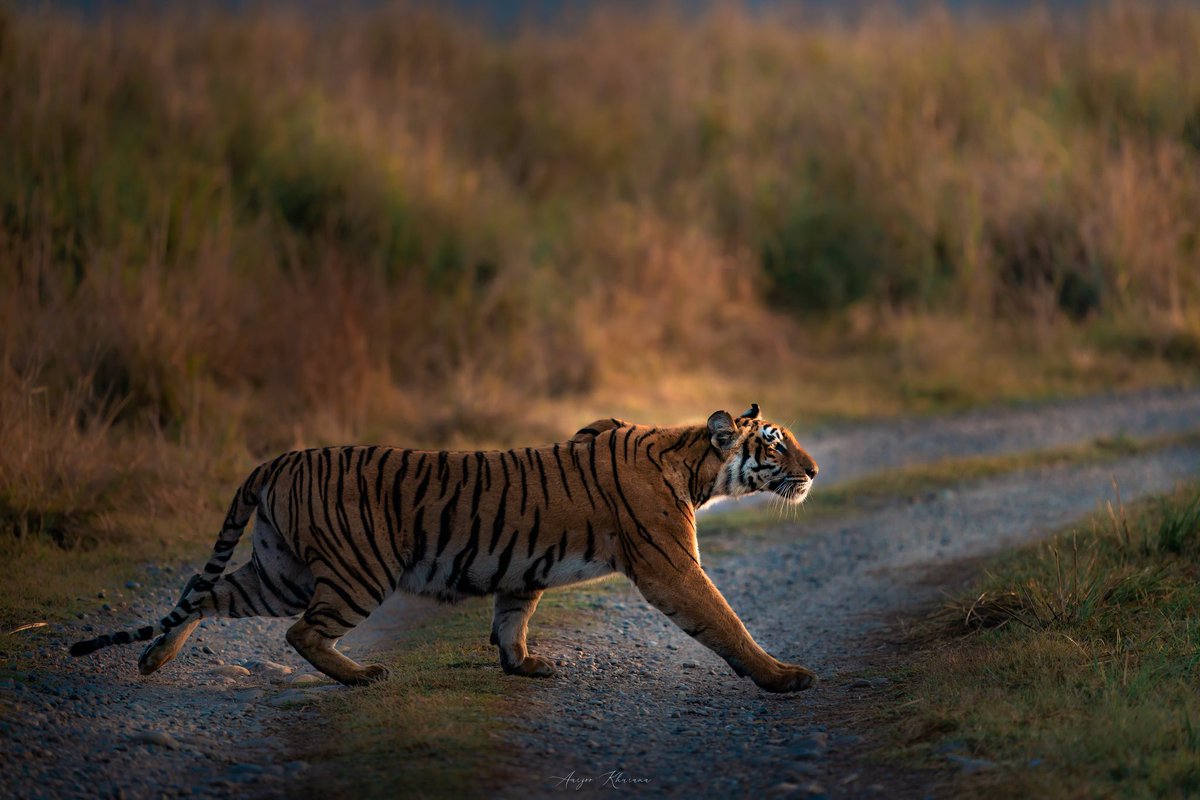 aarzoo_khurana's tweet photo. Royal Ramble 

Grassland Female clicked at Corbett, Uttrakhand. 

#wildlifephotography 

@incredibleindia @ParveenKaswan https://t.co/ruJYSl5b6B