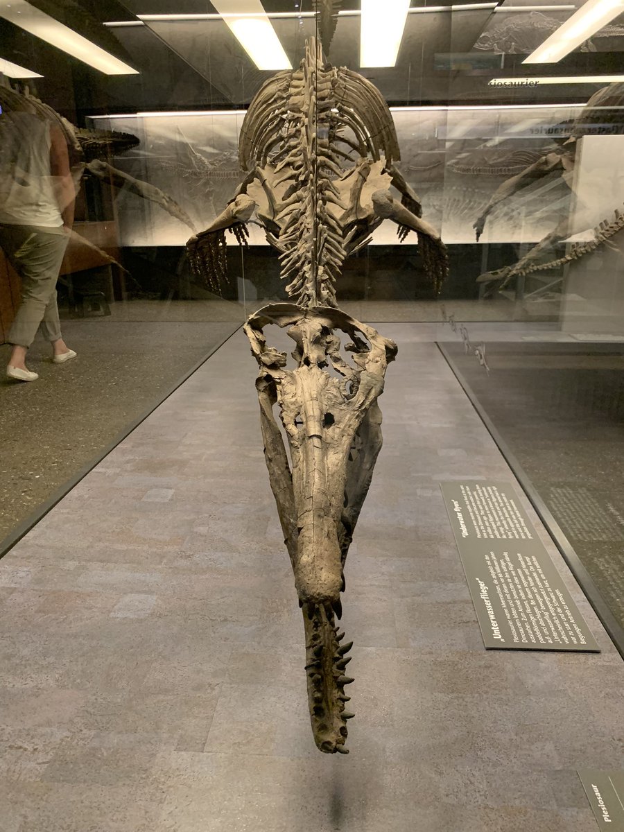 Dino_Dobrowski's tweet photo. The #Peloneustes and #Cryptoclidus mount are fabulous! 

A great and apt plunging pose for Peloneustes as its name literally means mud swimmer. https://t.co/nUFgxtXnhw