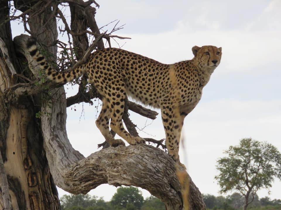 lelobusafaris's tweet photo. Seeing Spots!!
Some of the best cheetah sightings so far for this year. 
Photos courtesy of client Mauri 📸
#Cheetah #seeingspots #love #travel #Botswana #Botswanasafari #wildlife #nature #lelobusafaris #cats https://t.co/LyLrej5pOJ