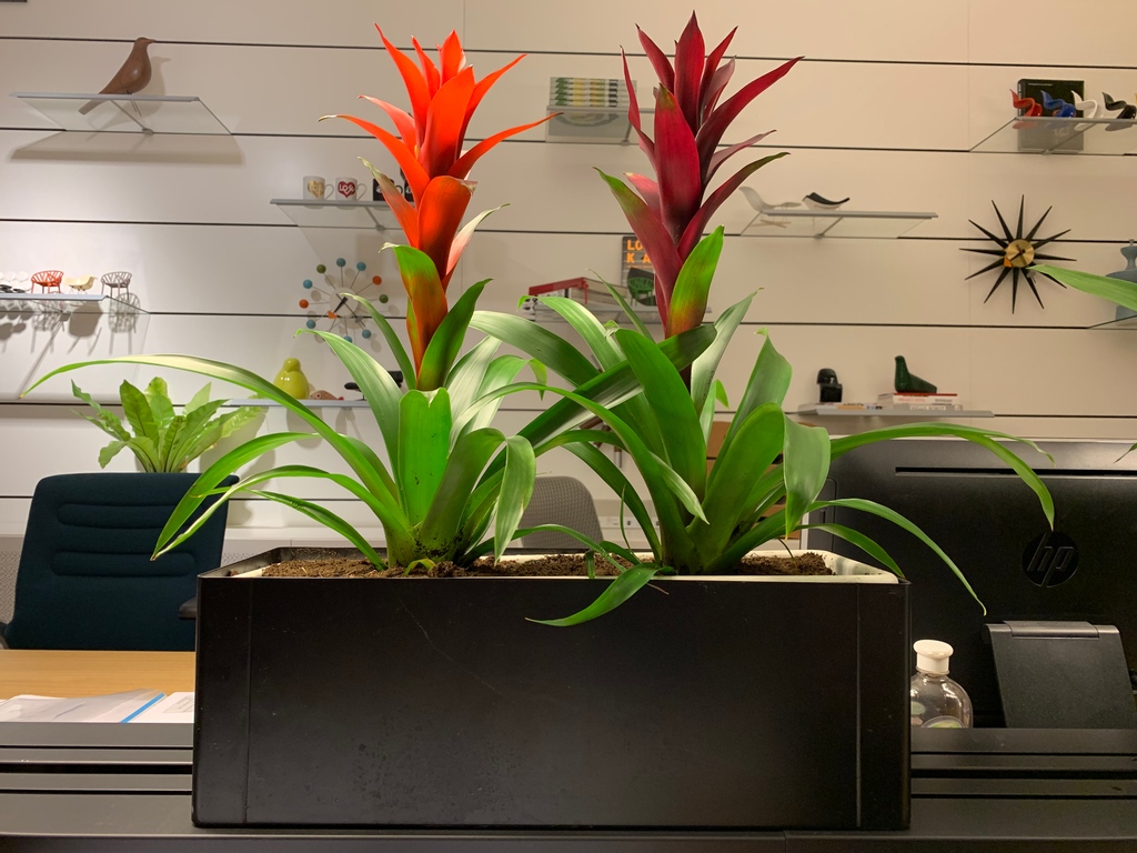 swisscotec's tweet photo. Powered by plants 🌺🍀🎍

#Swisscotec  #D3 #interiordesign #architectsindubai #dubaiarchitects #interiordesigners #officefurnitures #plants #systemtronics https://t.co/byjIGXCjhk