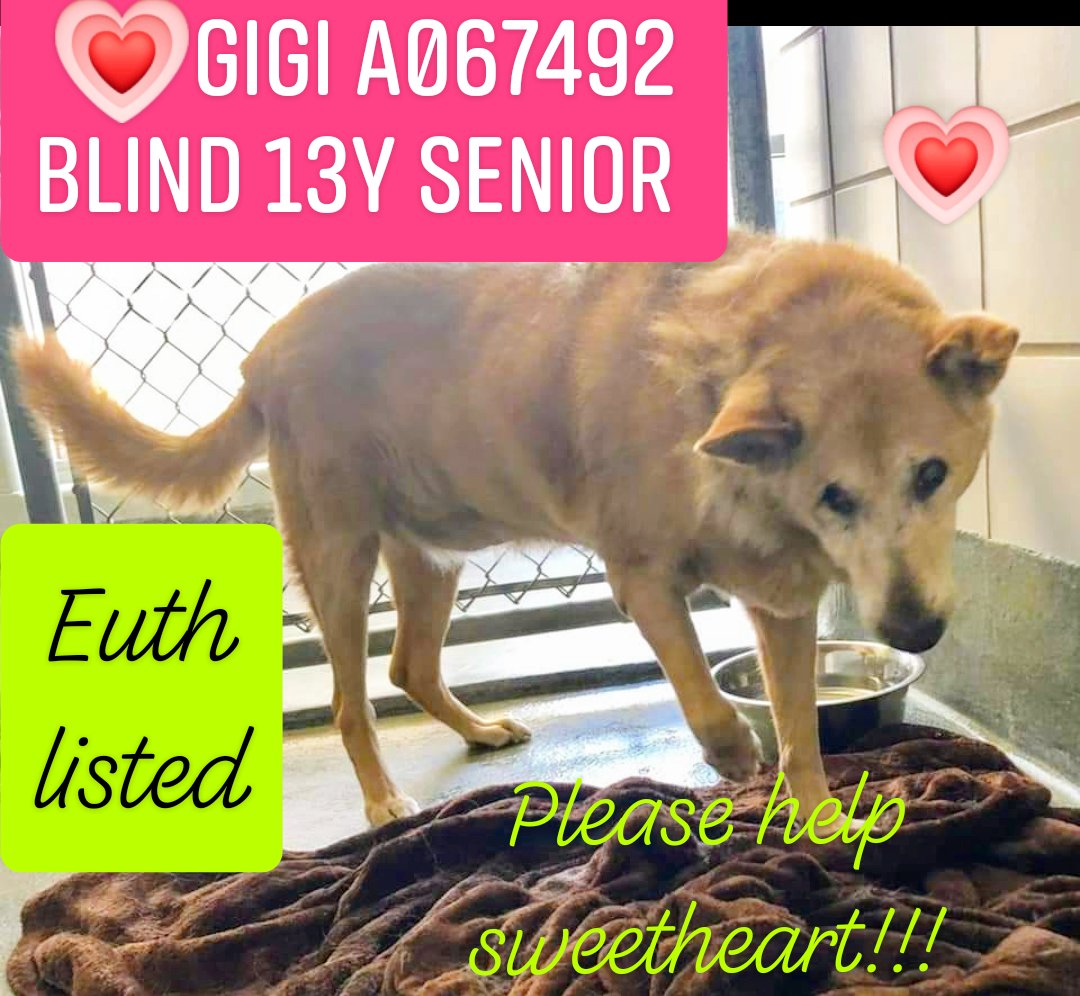 Ena Cecilia (@enaceccyy218) on Twitter photo ๐๐๐๐๐๐๐๐
โโTIME IS UPโโ
Please HELP in anyway, SWEET 13 yrs BLIND SENIOR Gigi๐ถ067492
๐๐๐๐๐๐๐๐
<a href="/SanAntonioMag/">San Antonio Magazine</a> <a href="/SanAntonioZoo/">San Antonio Zoo ๐ฆ</a> <a href="/sanantoniodog/">San Antonio Dog</a> <a href="/youngatheartpet/">Young at Heart Senior Pet Rescue</a> @seniorpooch <a href="/seniordogsrule/">SeniorDogsRule!</a> <a href="/oldfriendssds/">Old Friends Senior Dog Sanctuary</a> <a href="/SeniorDogsHome/">Senior Dogs Rock ๐โ๐ฆบ</a> @SeniorRescuer <a href="/GsdLoverss/">German Shepherd Lovers Page</a> <a href="/GSDRofficial1/">German Shepherd Dog Rescue UK ๐ฌ๐ง</a> ๐๐๐๐๐๐๐๐
โโTIME IS UPโโ
Please HELP in anyway, SWEET 13 yrs BLIND SENIOR Gigi๐ถ067492
๐๐๐๐๐๐๐๐
<a href="/SanAntonioMag/">San Antonio Magazine</a> <a href="/SanAntonioZoo/">San Antonio Zoo ๐ฆ</a> <a href="/sanantoniodog/">San Antonio Dog</a> <a href="/youngatheartpet/">Young at Heart Senior Pet Rescue</a> @seniorpooch <a href="/seniordogsrule/">SeniorDogsRule!</a> <a href="/oldfriendssds/">Old Friends Senior Dog Sanctuary</a> <a href="/SeniorDogsHome/">Senior Dogs Rock ๐โ๐ฆบ</a> @SeniorRescuer <a href="/GsdLoverss/">German Shepherd Lovers Page</a> <a href="/GSDRofficial1/">German Shepherd Dog Rescue UK ๐ฌ๐ง</a>