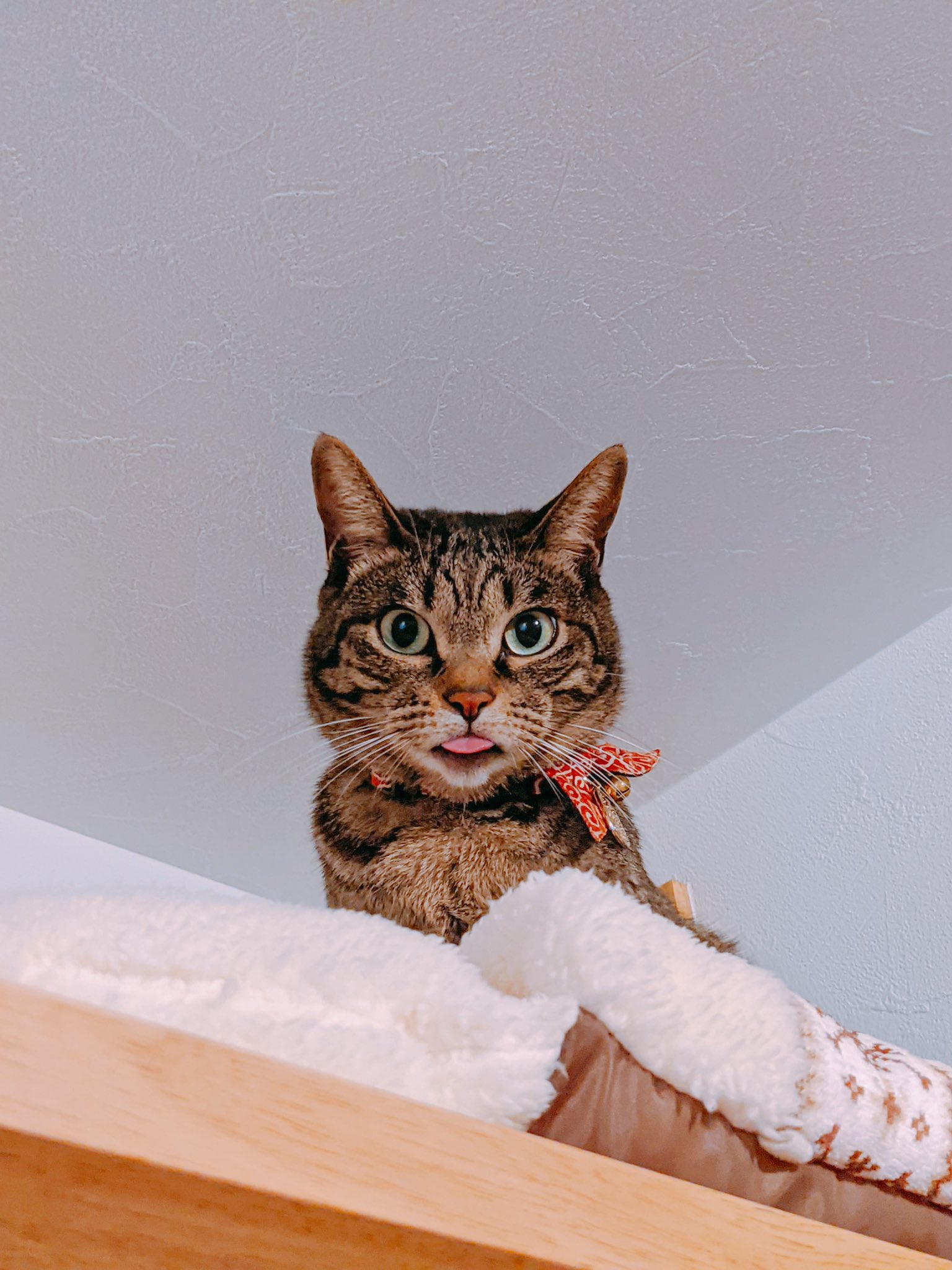 猫おもしろ写真 Twitter Search Twitter