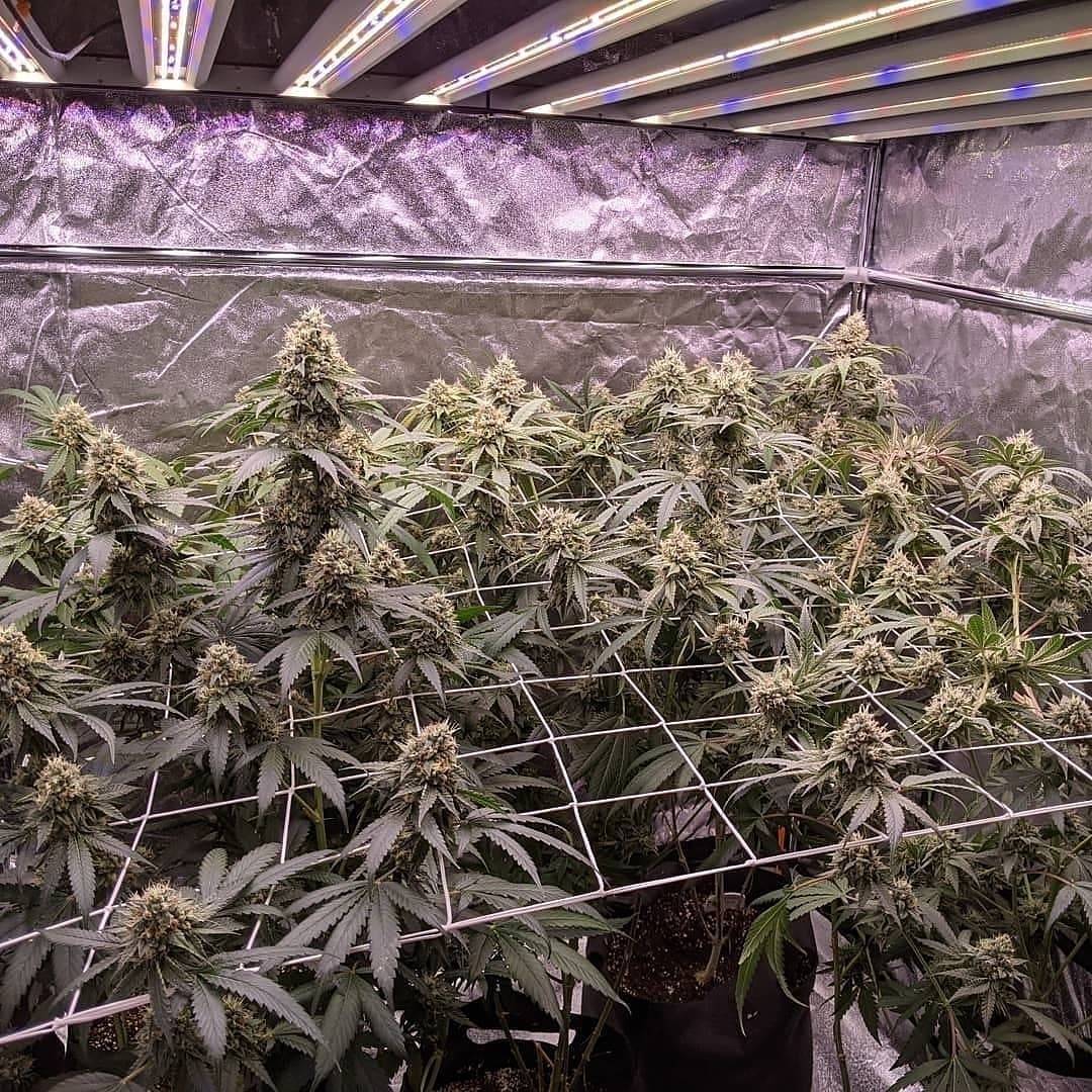 WGREGO202's tweet photo. Check out @drautoflower and this amazing grow under his Slim 600H Gen2

"Week 7 flower - Limonada Rosa"

#horticulture #canadiancannabis #growyourown #growlife #WeStackNodes #HighTimes #indoorgarden #growlights #ledlights #420life #dank #acmpr #legalcannabis #cannabiscommunity https://t.co/d8DkhmCpQ9