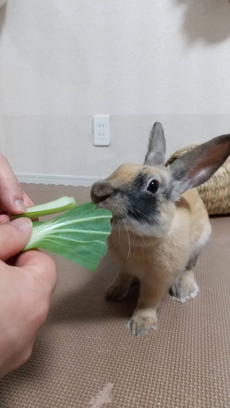 究極超兎あ る ぷく君 野菜デビューです 芯よりも葉っぱが好きな様子 佐渡っ子 里親募集中 ベジタリアン うさぎ T Co Sjj93g52oh Twitter