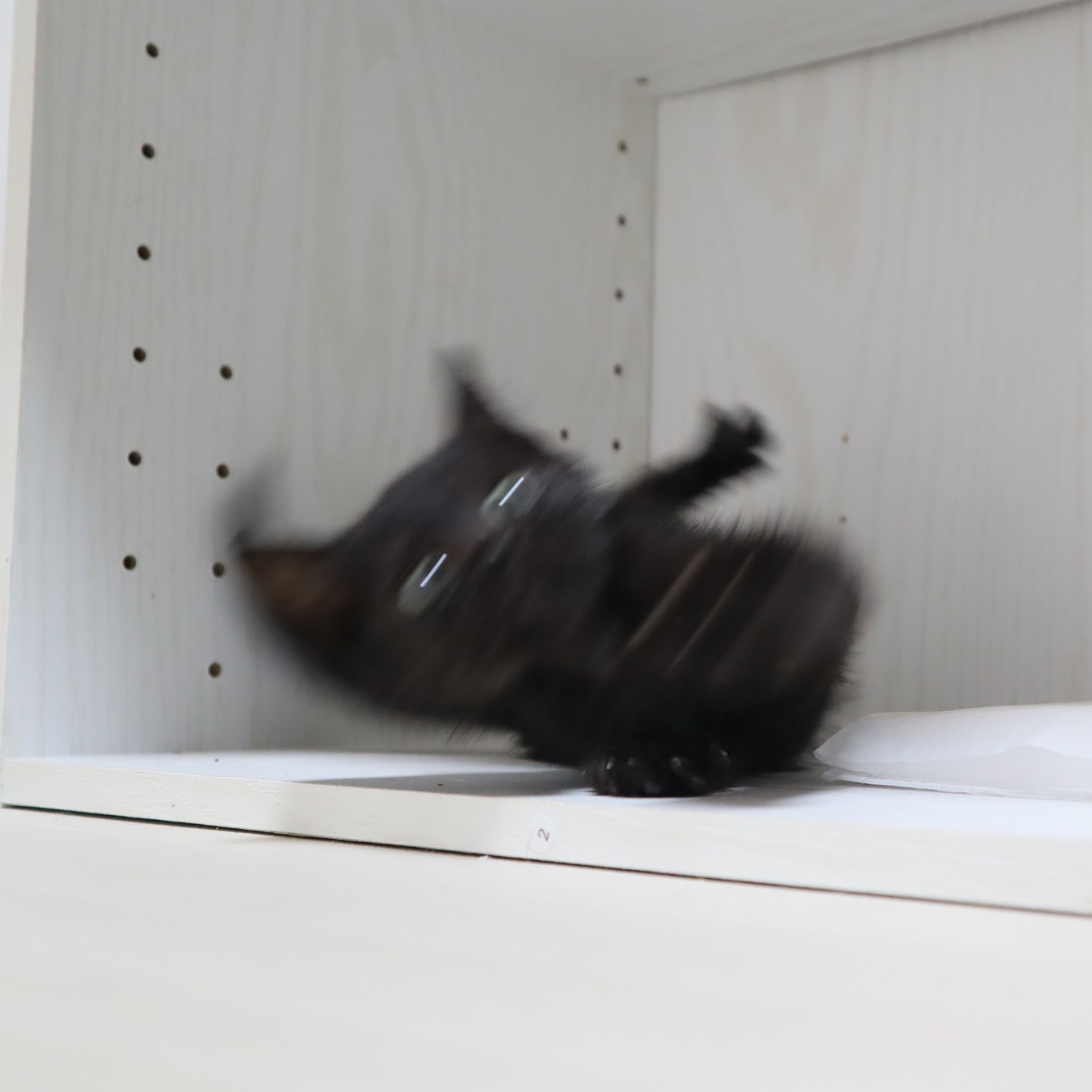 スペイクリニック北九州 黒猫感謝の日 と聞いて 何回見ても笑う 私は100万回見てるはずなのに笑ってる T Co Rh2wjdoyzi Twitter