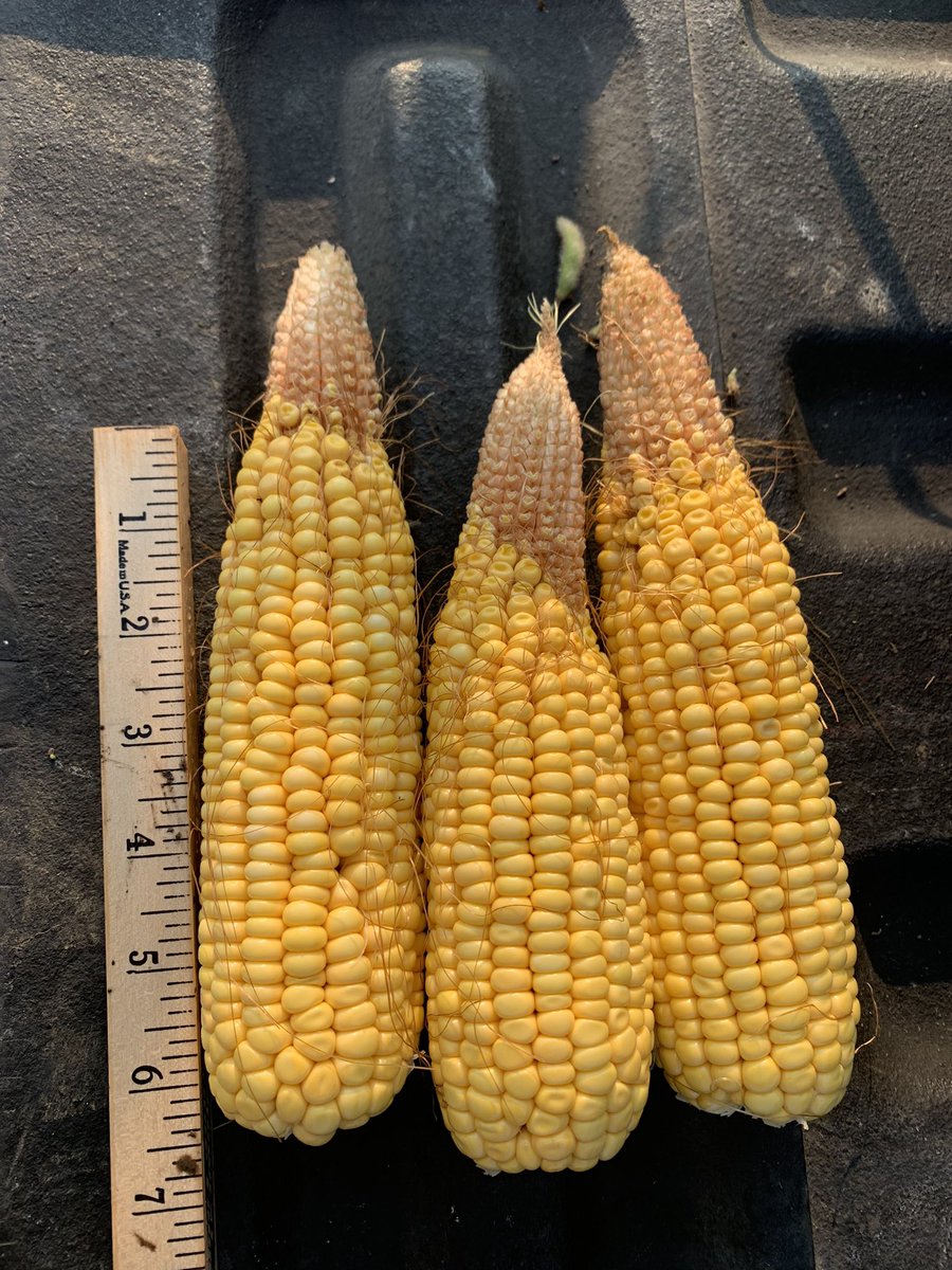 TheTedSpread's tweet photo. Last stop in Hamilton Co, NE. Irrigated, very high population. What happened here?? Yield check - 198.5 #Tipback #PFtour21 https://t.co/Q0e11cBXks