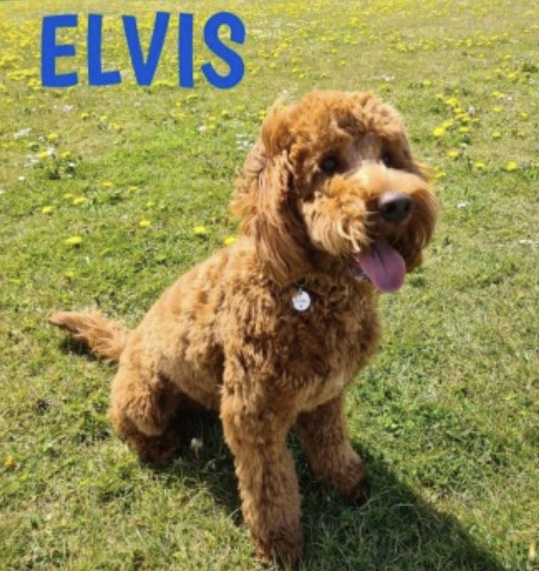‼️AN APPEAL TODAY FROM A BROKEN-HEARTED MUM‼️
“ ⛔️YOU BROKE MY CHILDREN - YOU ABSOLUTE PEICE OF S**T ⛔️” 
Called YOU...VERMIN 🐀 which you are 
“You’ve shattered the hearts of my babies” 
#Elvis where are you gorgeous boy? 
#SpanielHour 
#spondon3 3/8/21 doglost.co.uk/dog-blog.php?d…