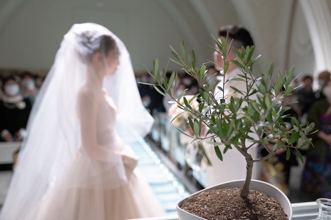 Anelli Nagaoka オリーブの木セレモニー ゲストの皆さん参加型のイベント とっても素敵です アネーリ長岡 アネ嫁 サンポウ 新潟結婚式場 長岡式場 21結婚式のチカラ T Co Xghlw5xc4q Twitter