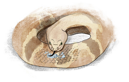 When it rains, prairie rattlesnakes coil up and TURN THEIR BODIES INTO RAIN-HARVESTING DEVICES.

Even the baby sneks do it! 

Science by <a href="/snakeymama/">Emily Taylor</a>/<a href="/ScottBoback/">Scott Boback</a>! Diagrams by <a href="/diana_c_marques/">Diana Marques</a>! 

Story: nationalgeographic.com/animals/articl…