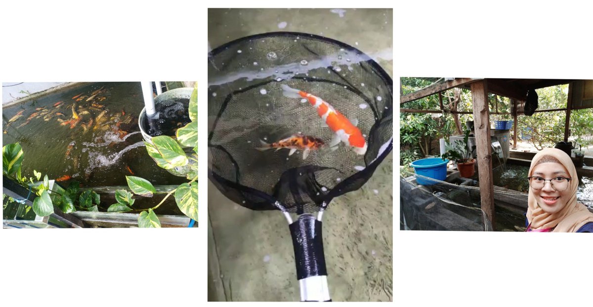 Adriani guhar tweet media