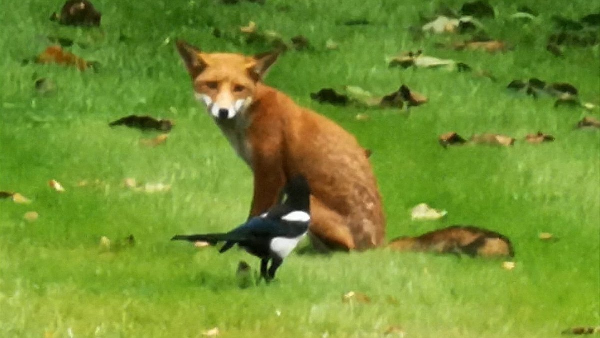 JFurzer's tweet photo. I was watching a young #fox on our lawn at the weekend when a #magpie started mobbing it. I took some video footage on my phone (see link below). There's an amazing moment when the magpie actually gets right up to the fox and gives it a peck!

https://t.co/ssIQzAo1fh https://t.co/TTu8uBSjpz
