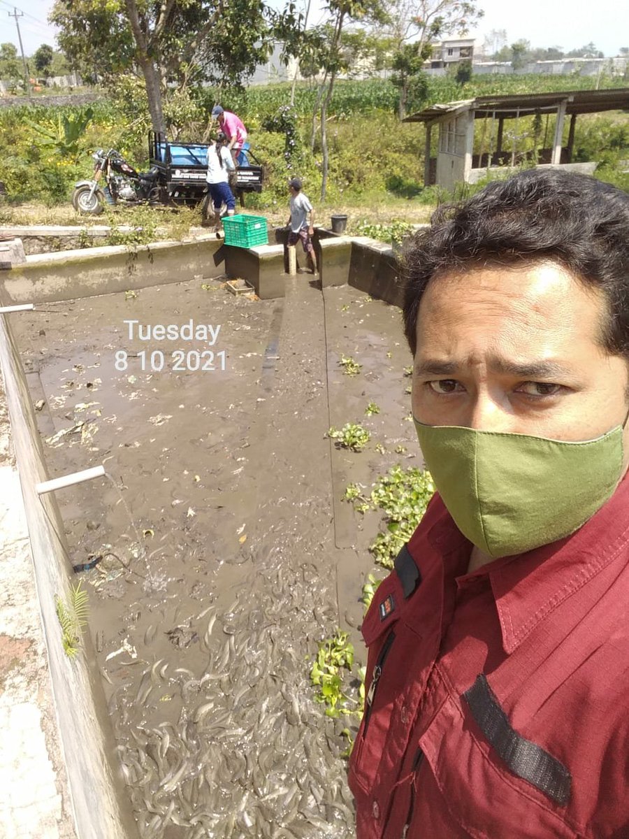 Temanggung Fisheries Extension tweet media