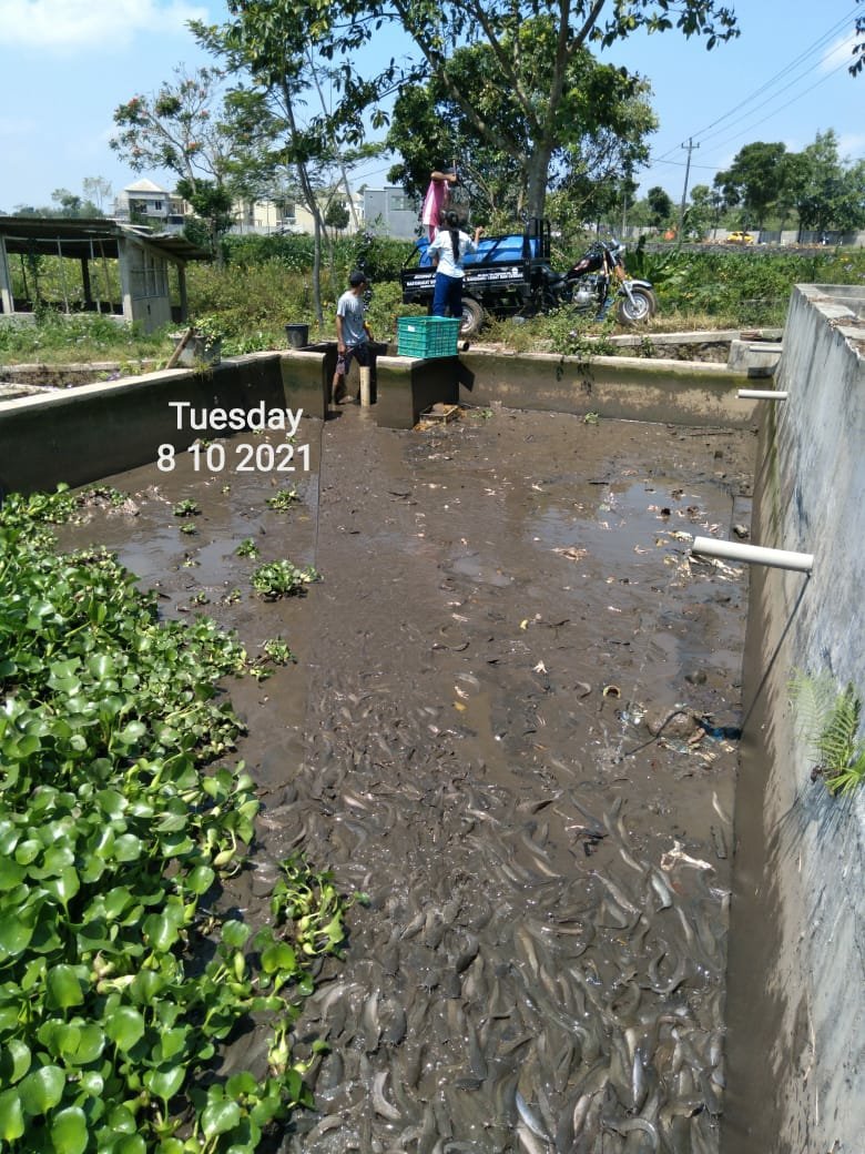 Temanggung Fisheries Extension tweet media