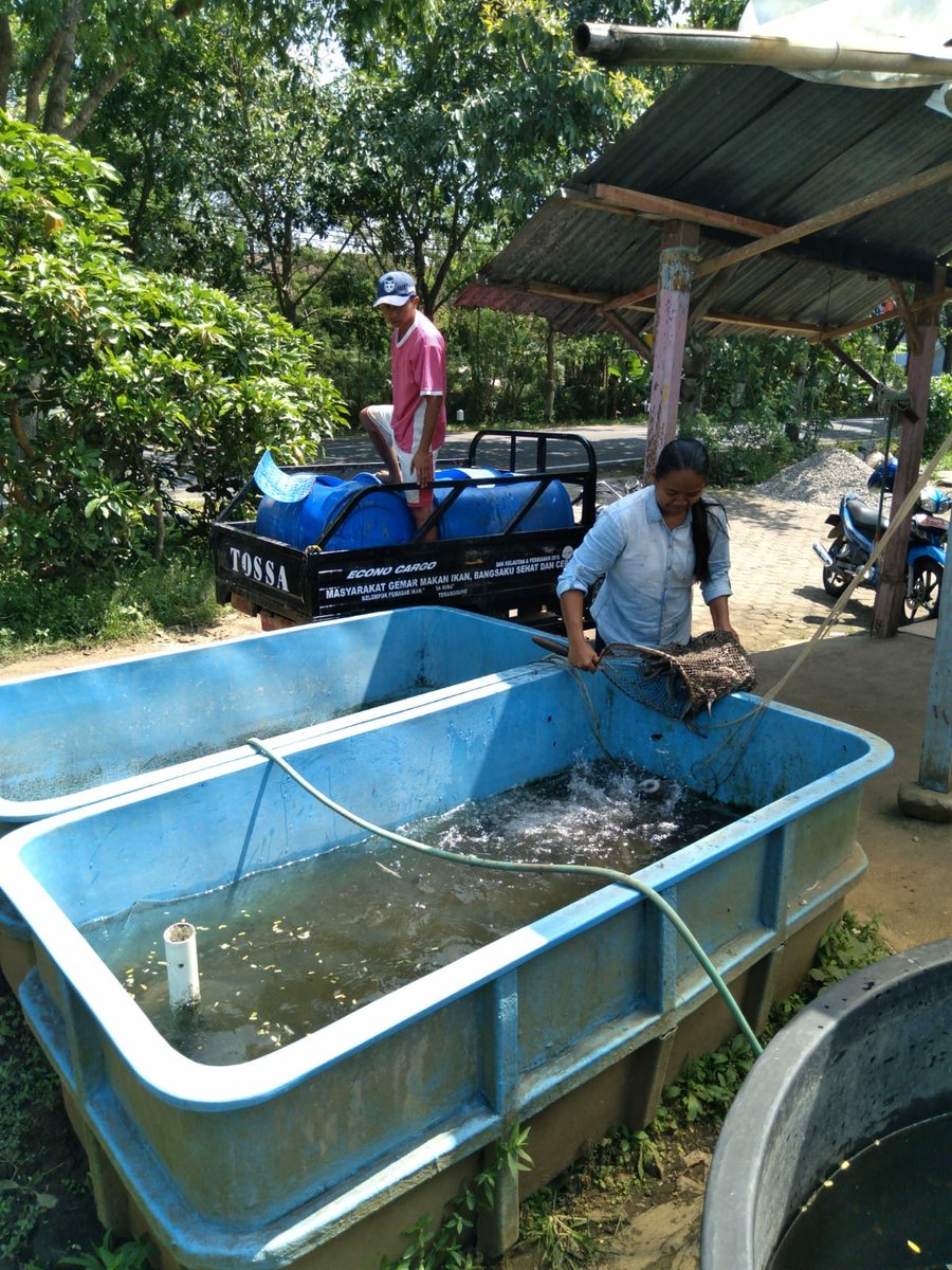Temanggung Fisheries Extension tweet media