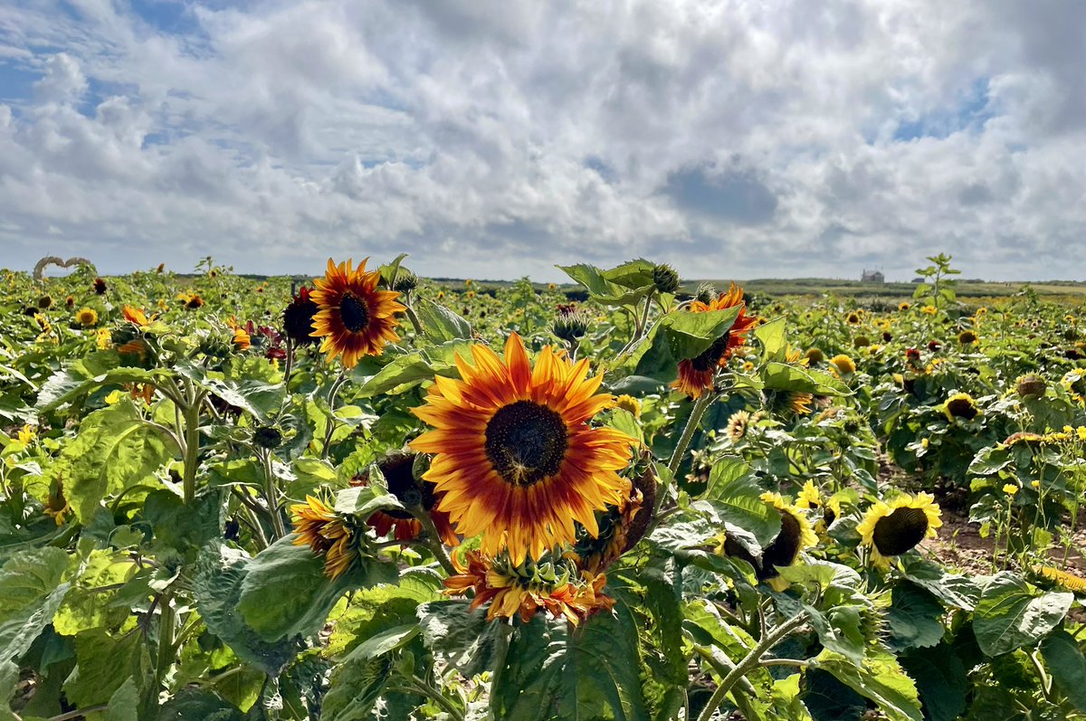 Kate_Rees's tweet image. What a beautiful sight😍🌻