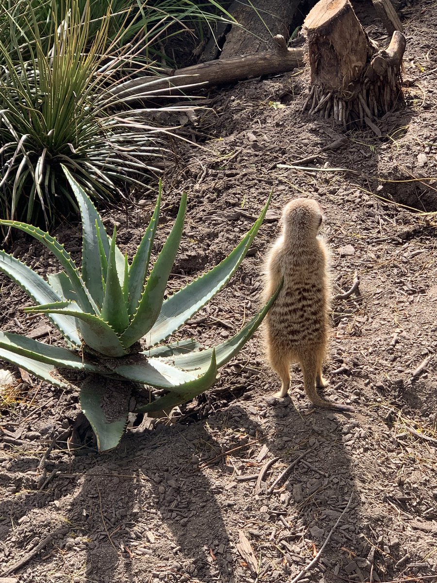 We kicked off Day 1 of Quest today! Base 3s experiential learning program takes them to the zoo every Tuesday this term. Blessed to have such a rich learning environment to call home! #learningbydoing #ibpyp #sharingtheplanet #realworldlinks