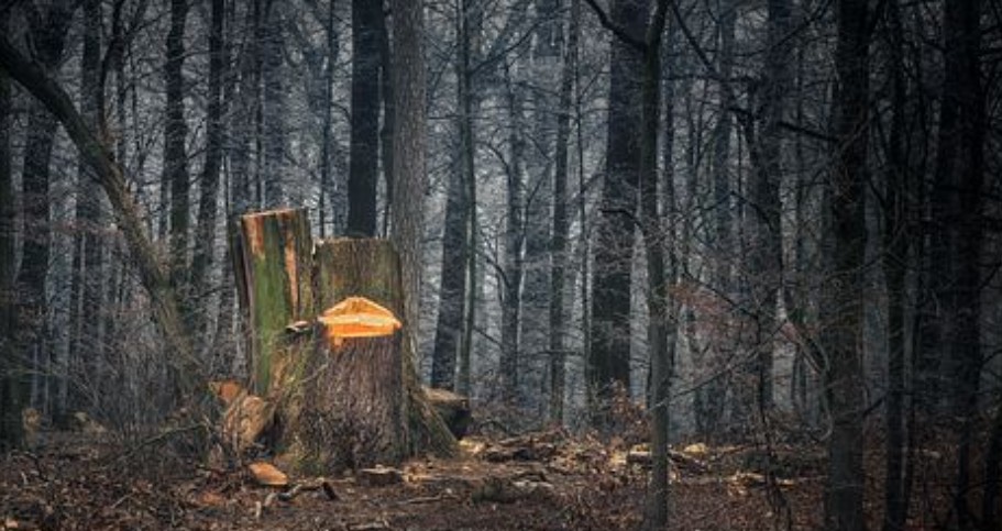 When we kill trees, we kill ourselves. 

Everything dies. 

It's as simple as that. 

There's only one way out of this.

And that's to stop killing everything on Earth. 

EVERYTHING!