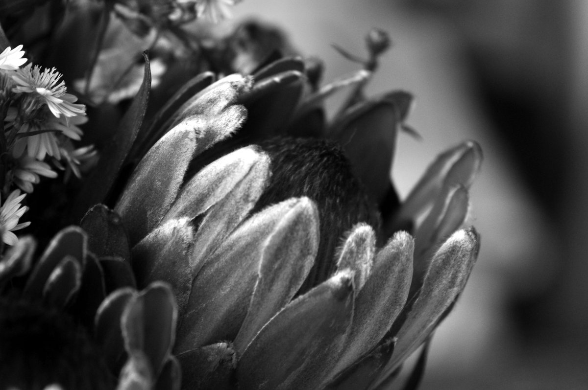 Better than thinking about Zuma and his sick note.