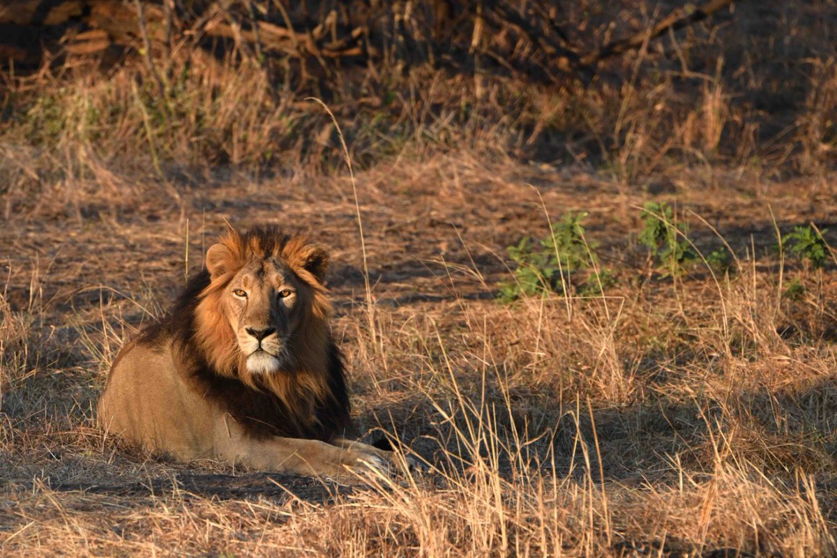 rashtrapatibhvn's tweet photo. On World Lion Day, my compliments to people associated with conservation of the lions at Gir forest which I fondly remember visiting. Their commitment has resulted in raising the number of lions. May this magnificent creature continue to roar, thrive and enrich our wildlife! https://t.co/GfRS2GpvXd